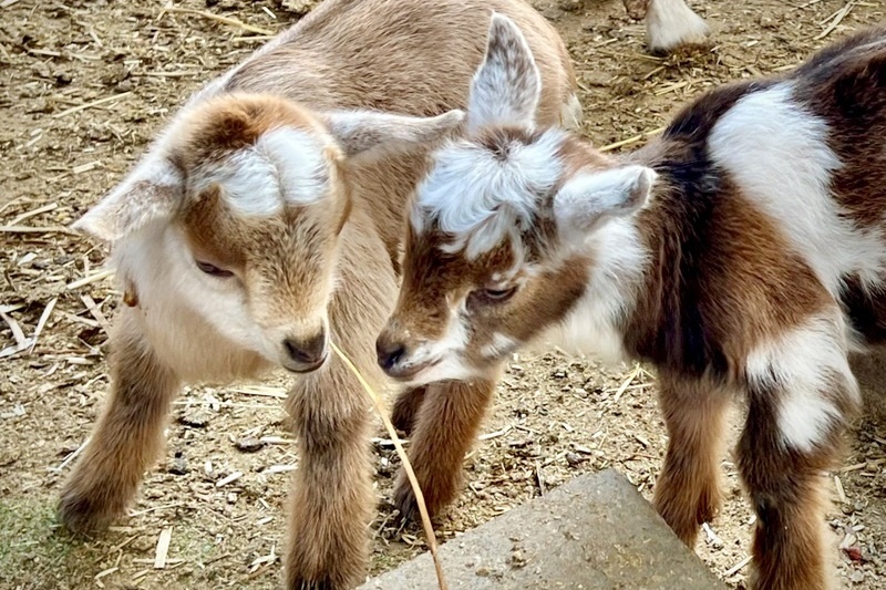 Welcome to the world, goat kids